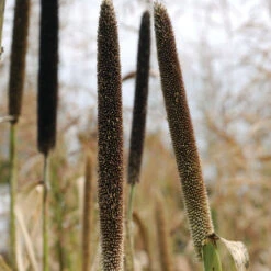 Hybrid Pearl Millet
