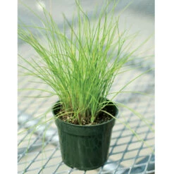 Staro -Sowing And Seeds Shop 00840 03 staro