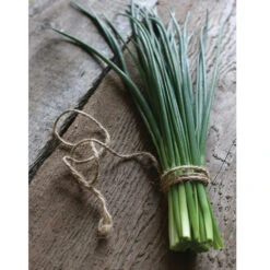 Staro -Sowing And Seeds Shop 00840 04 staro