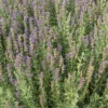 Hyssop