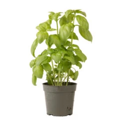 Genovese -Sowing And Seeds Shop 00911 06 genovese