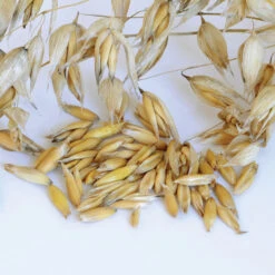 Oats (Common)