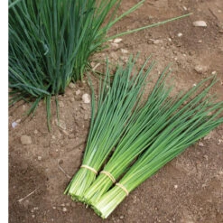 Dolores -Sowing And Seeds Shop 03290 03 dolores