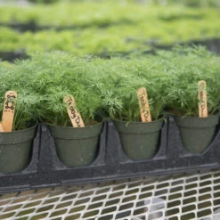 Teddy 5 Teddy -Sowing And Seeds Shop 03293 03 teddy