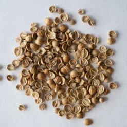 Santo Monogerm -Sowing And Seeds Shop 03446mg 03 cilantro monogerm 1