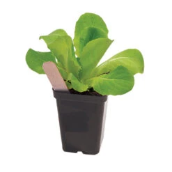 Polypro 2.5" Insert Pots – Black, 32 Count -Sowing And Seeds Shop 06363 02 polypro black pot