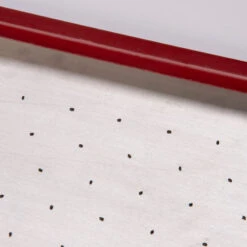 Seed Plate B264 -Sowing And Seeds Shop 07658 02 b264