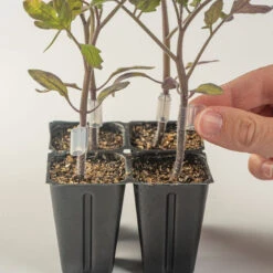 Sowing And Seeds Shop -Sowing And Seeds Shop 07902 02 grafting clips