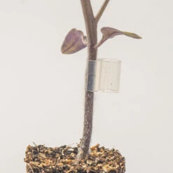 Sowing And Seeds Shop 13 Top-Grafting Clips With Channel – 2.8 Mm