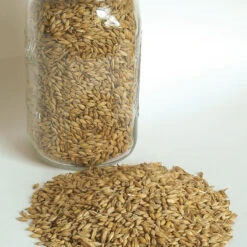 Barley (Robust)