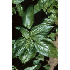 Aroma 2 -Sowing And Seeds Shop 2946g 01 aroma2