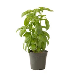 Aroma 2 -Sowing And Seeds Shop 2946g 04 aroma2