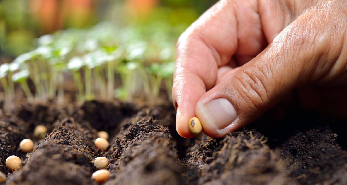 Sowing And Seeds Shop 23 Sowing And Seeds Shop -Sowing And Seeds Shop Seeds